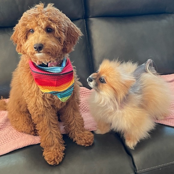 Meet your Posher, Holly - Picture 3 of 3